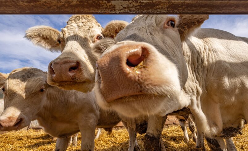 Charolais cattle calves