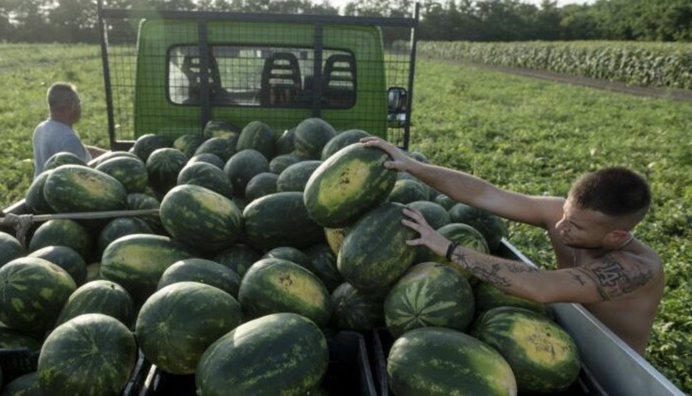 Januártól nem lehetnek többé cégvezetők a termelők pénzét eltüntető felvásárlók