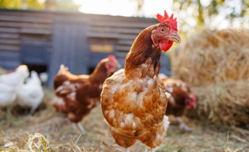 A Nébih feloldotta a madárinfluenza megfigyelési körzetek nagy részét