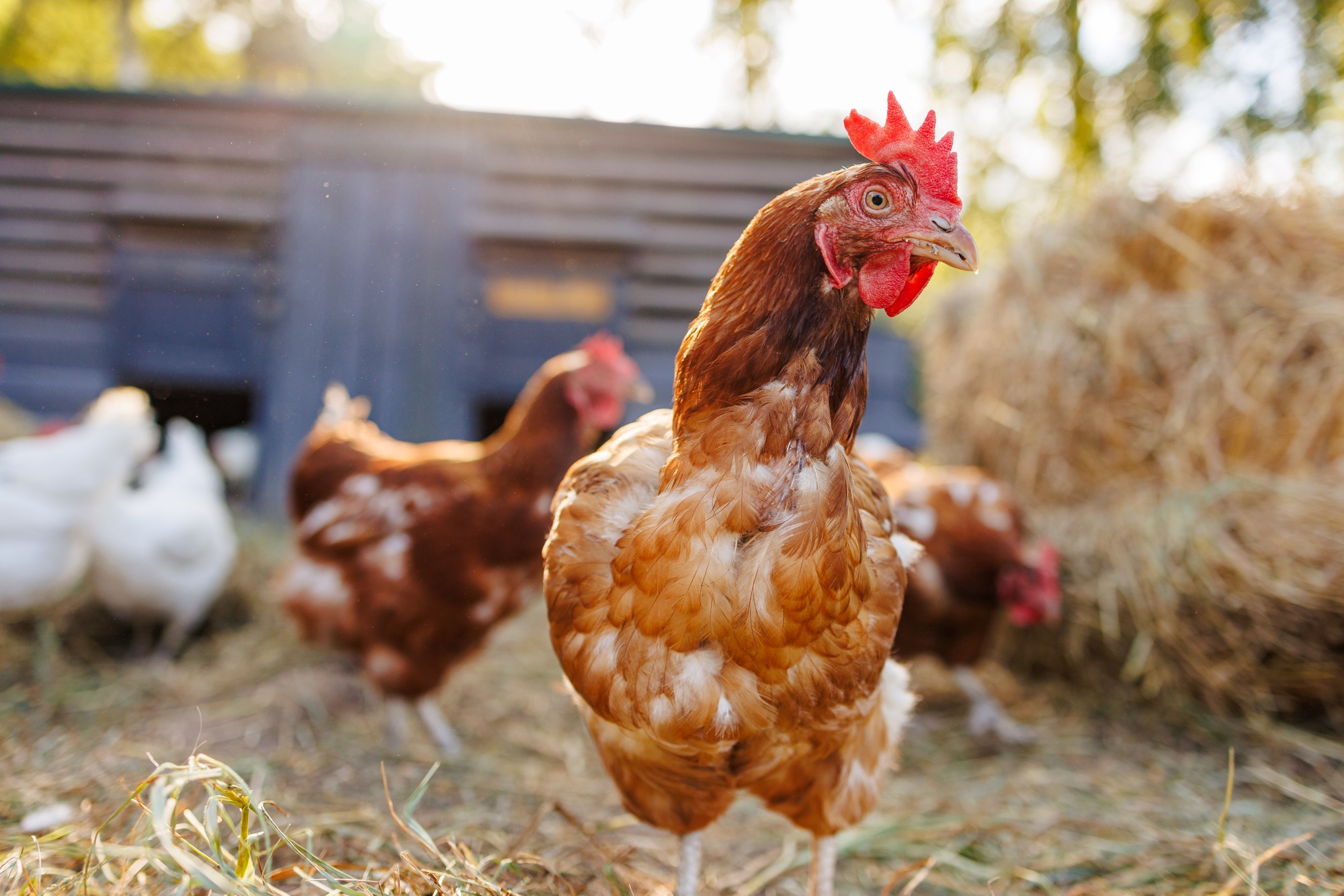 A Nébih feloldotta a madárinfluenza megfigyelési körzetek nagy részét