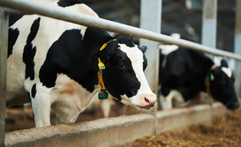 Purebred dairy cow standing in cowshed against other cattle