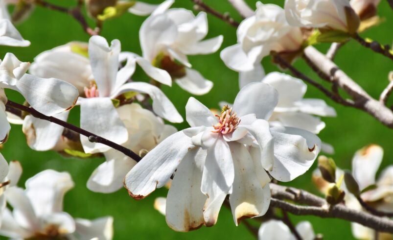 Magnolia flowers brown along the edge damaged by frost