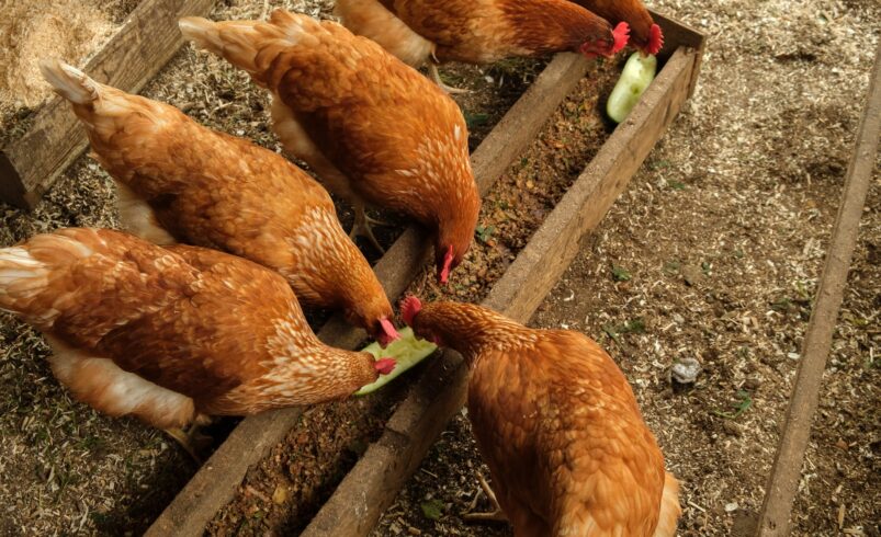 A baromfifélék összeírását rendelte el a kormányhivatal Csongrád-Csanád vármegyében