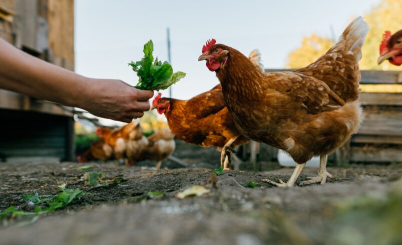A baromfifélék összeírását rendelte el a kormányhivatal Csongrád-Csanád vármegyében