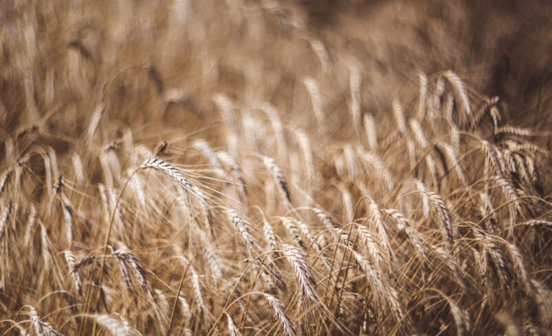Selective focus of wheat field on the background close up