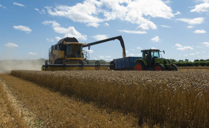 Thresher harvesting wheat