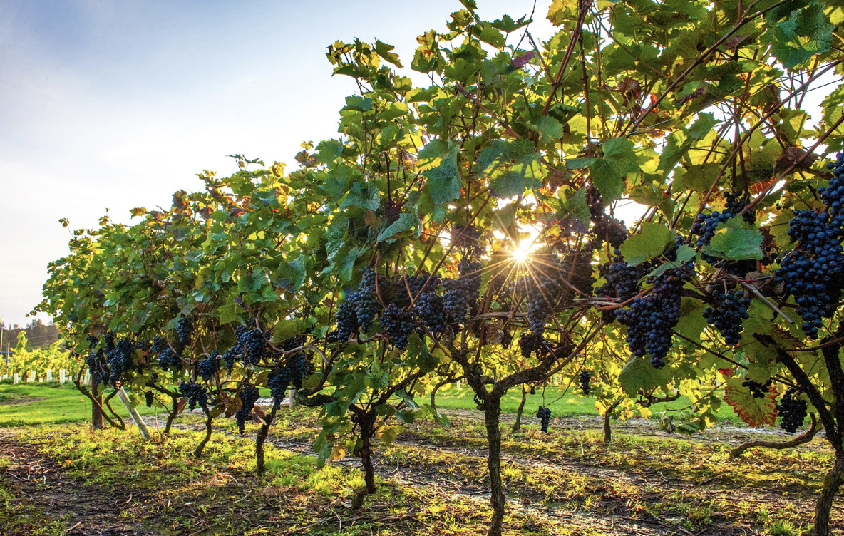 Megfékezhető a szőlő aranyszínű sárgaság betegsége