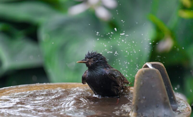 Little black bird taking bath in the city fountain in summer heat