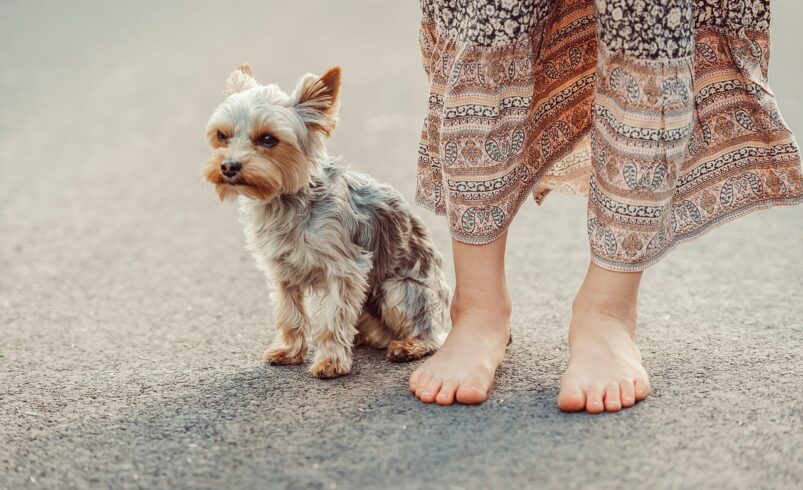 Ki lesz a legszebb kutya? Kutyaszépségverseny Csongrádon