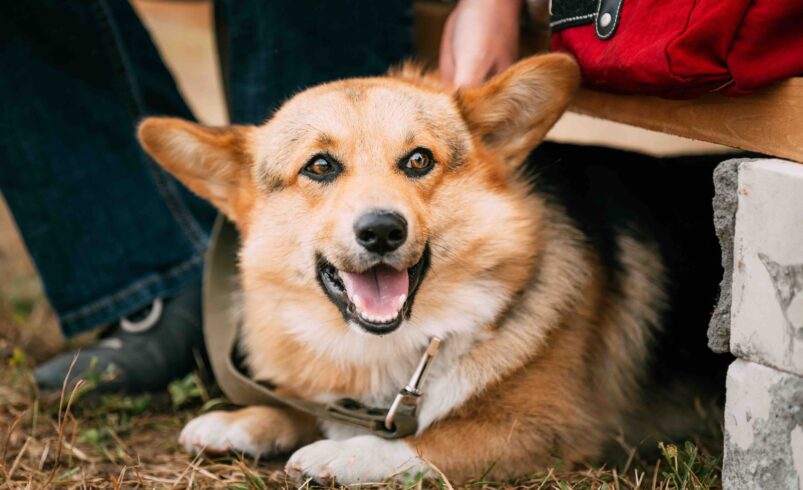 Megújult a Gazdijogsi